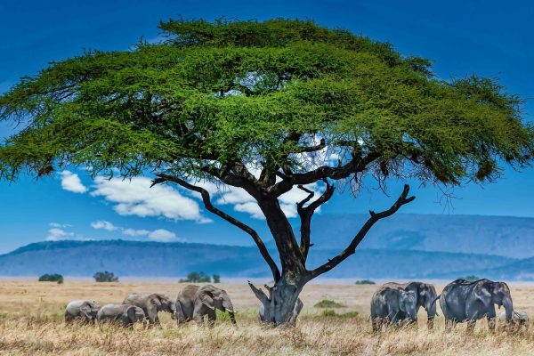 group-elephants-big-green-tree-wilderness